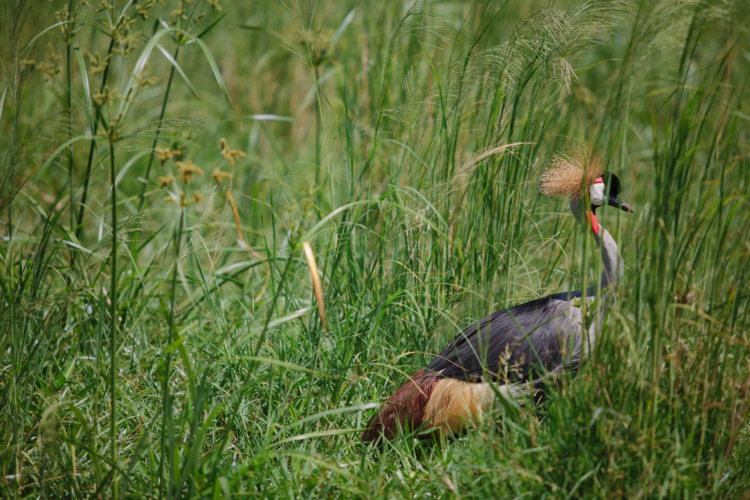 Serengeti-1.jpg
