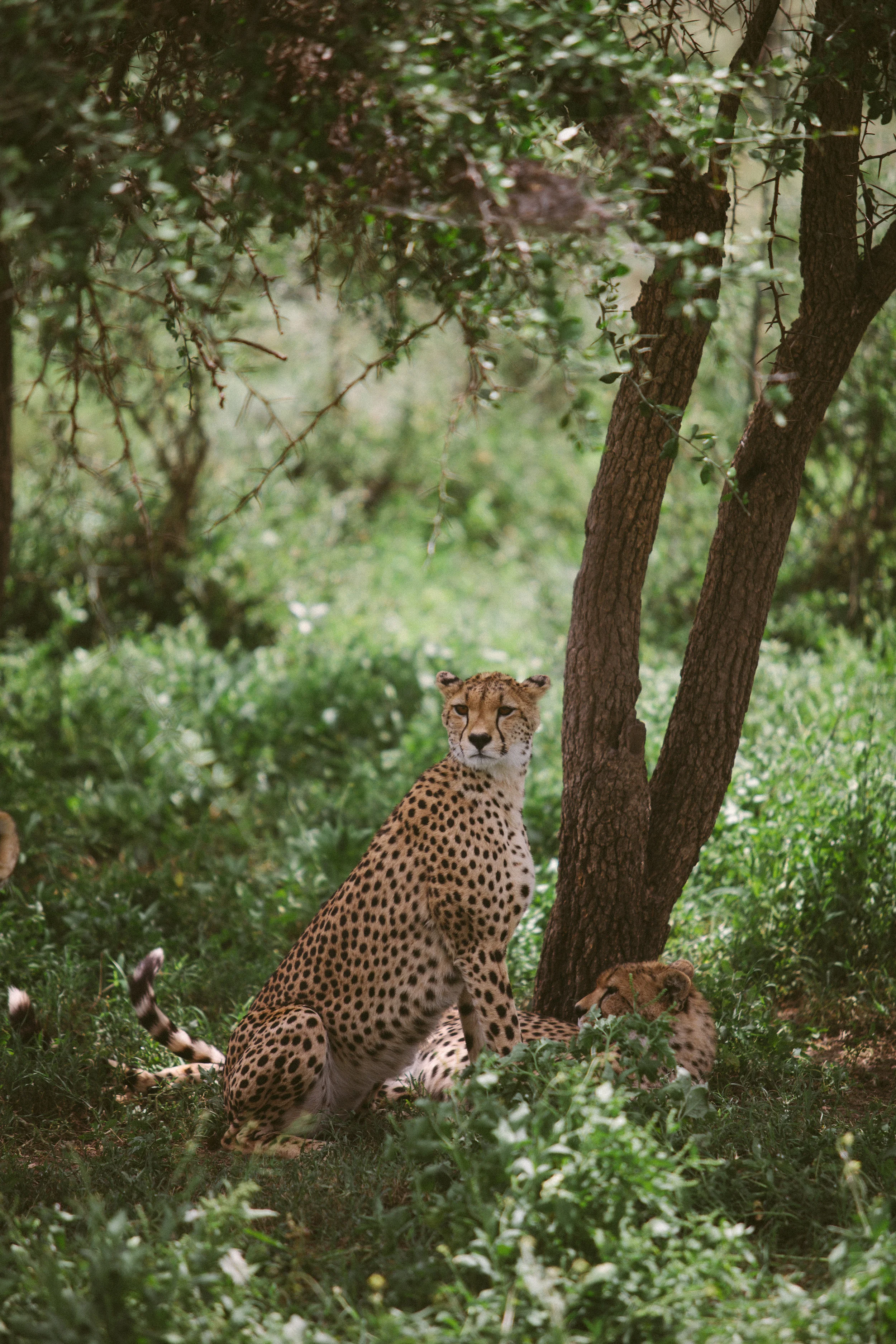 Serengeti-11.jpg