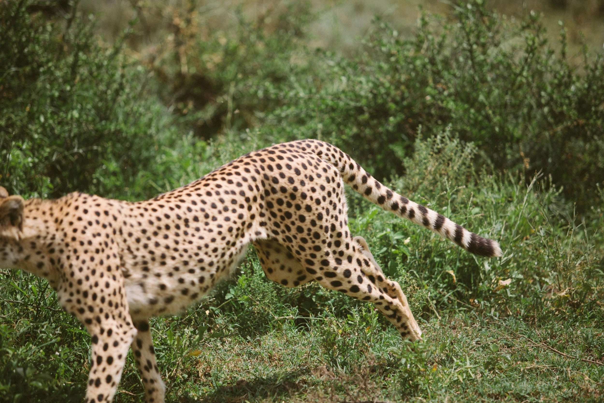 Serengeti-13.jpg