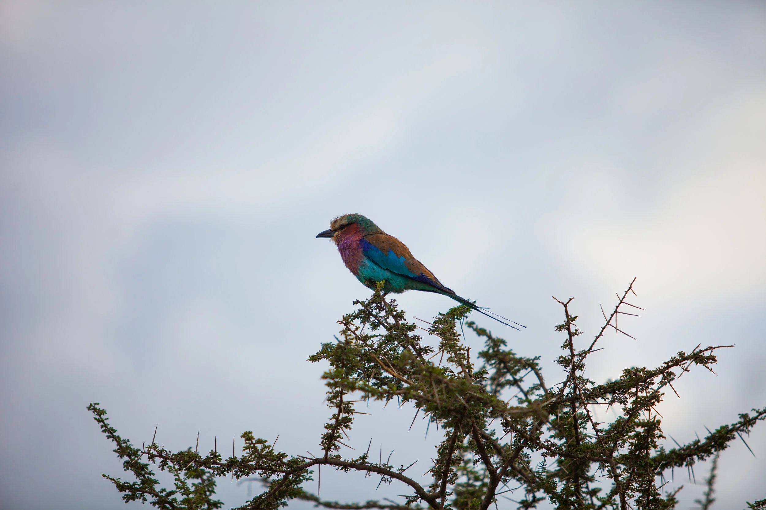 Serengeti-20.jpg