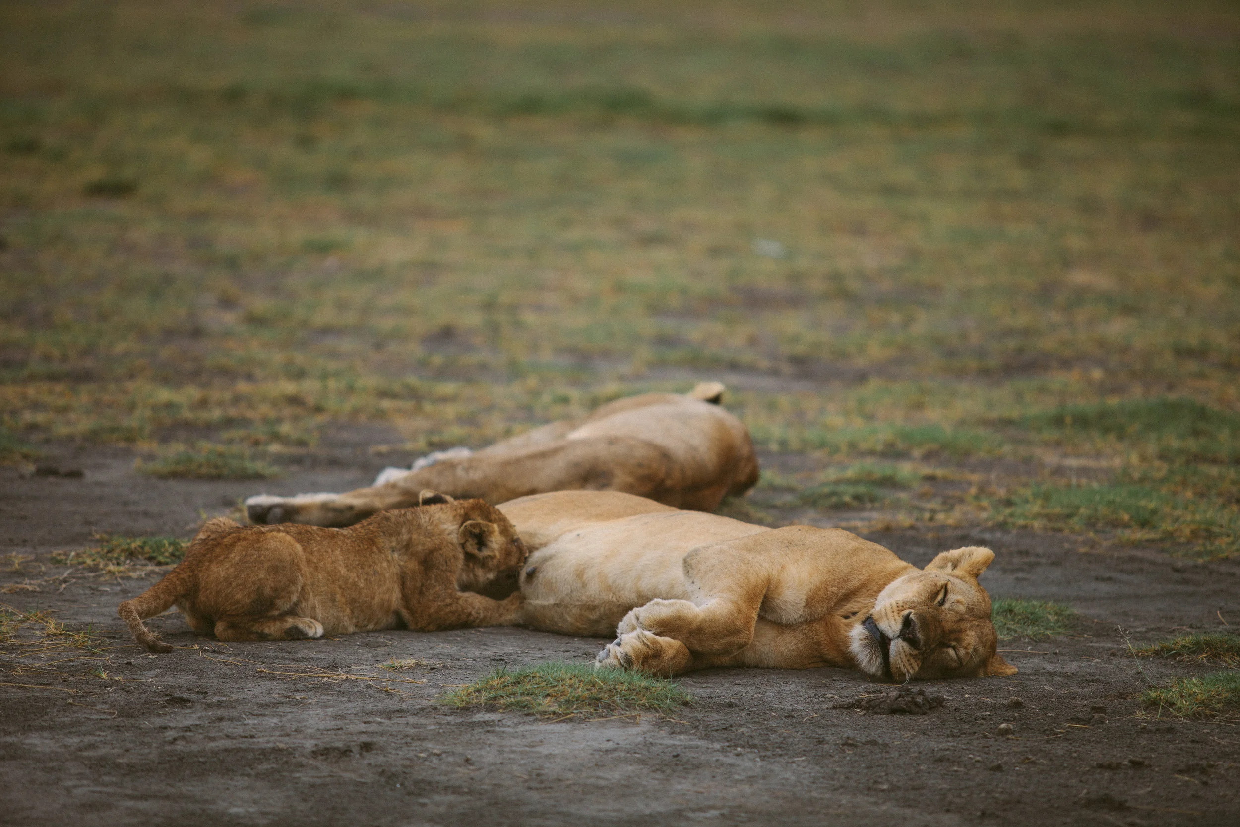 Serengeti-22.jpg