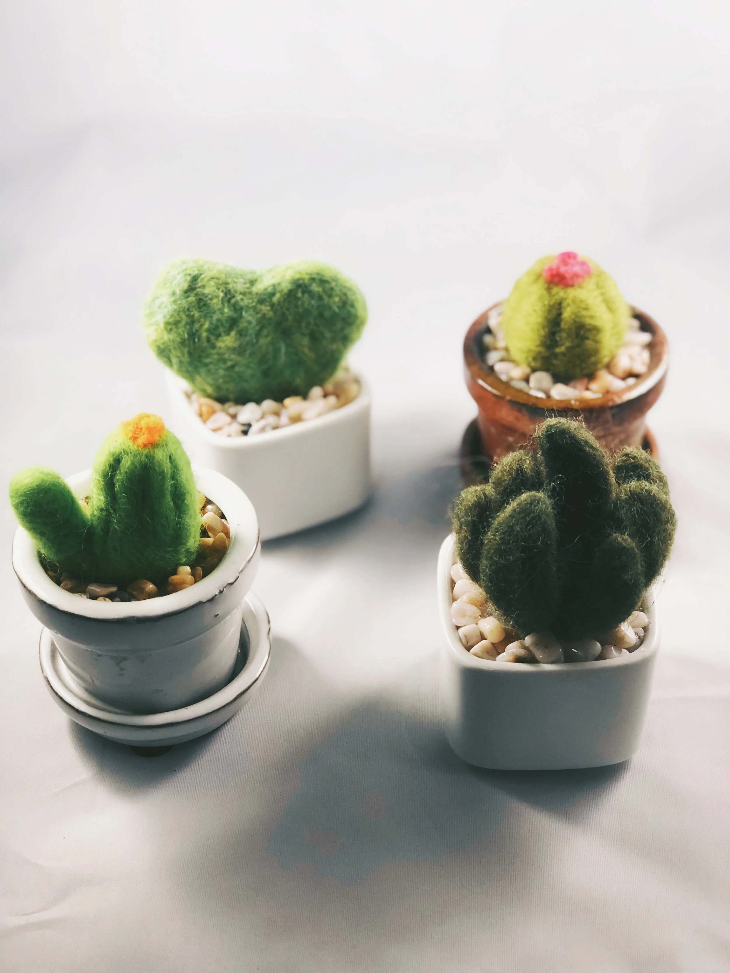 cactus and friends.jpeg