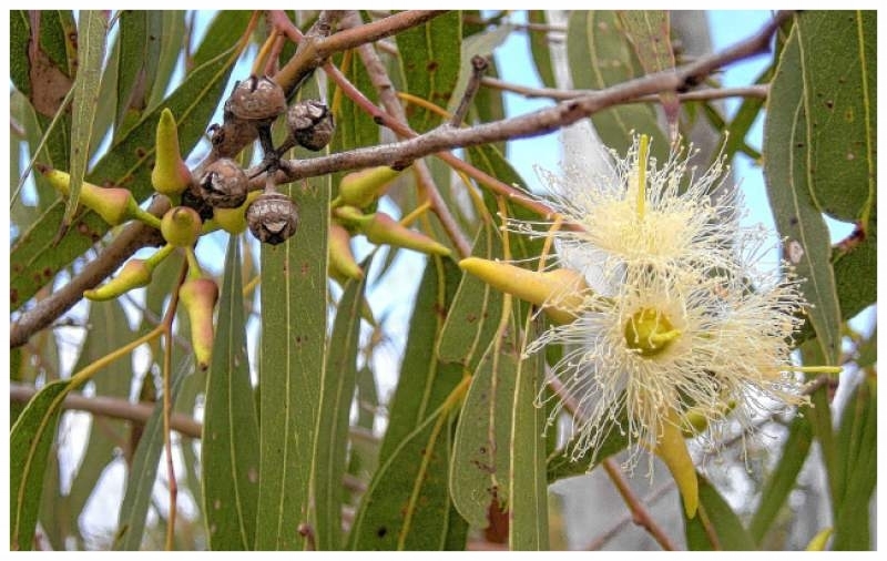 Eucalyptus.jpg