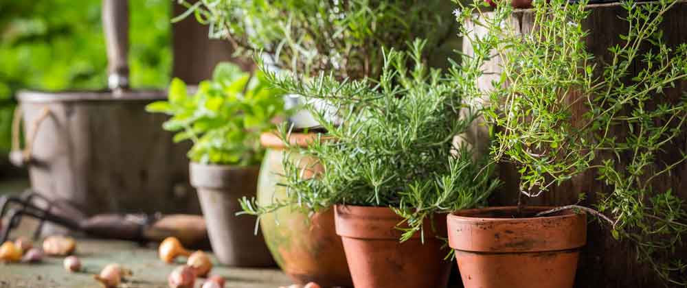 Spring-Herbs.jpg