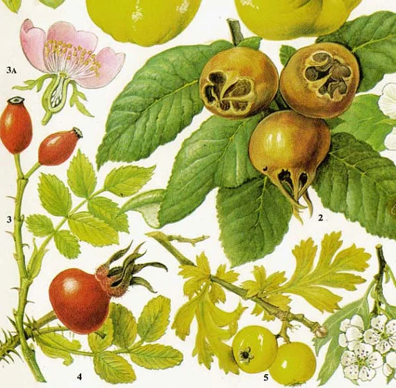 rosehip.jpg