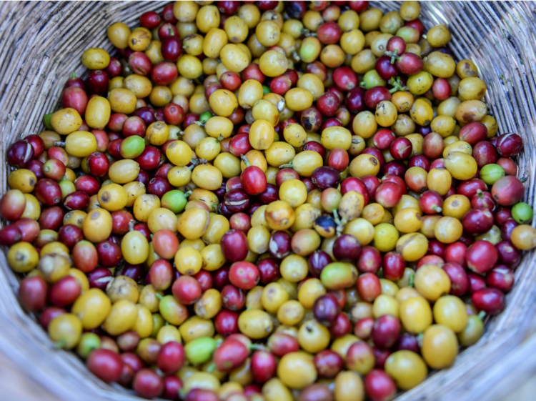cherry.png
