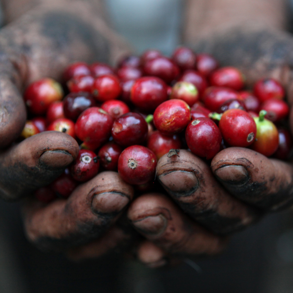 fairtrade.jpg