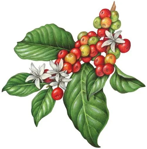 coffee-plant-clipart-green-plant-11.jpg