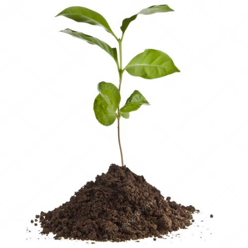 depositphotos_13839825-stock-photo-coffee-plant-seedling-in-the.png