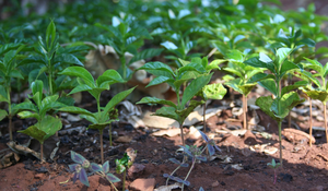 esq_fairtrade_farm12_72dpi.png