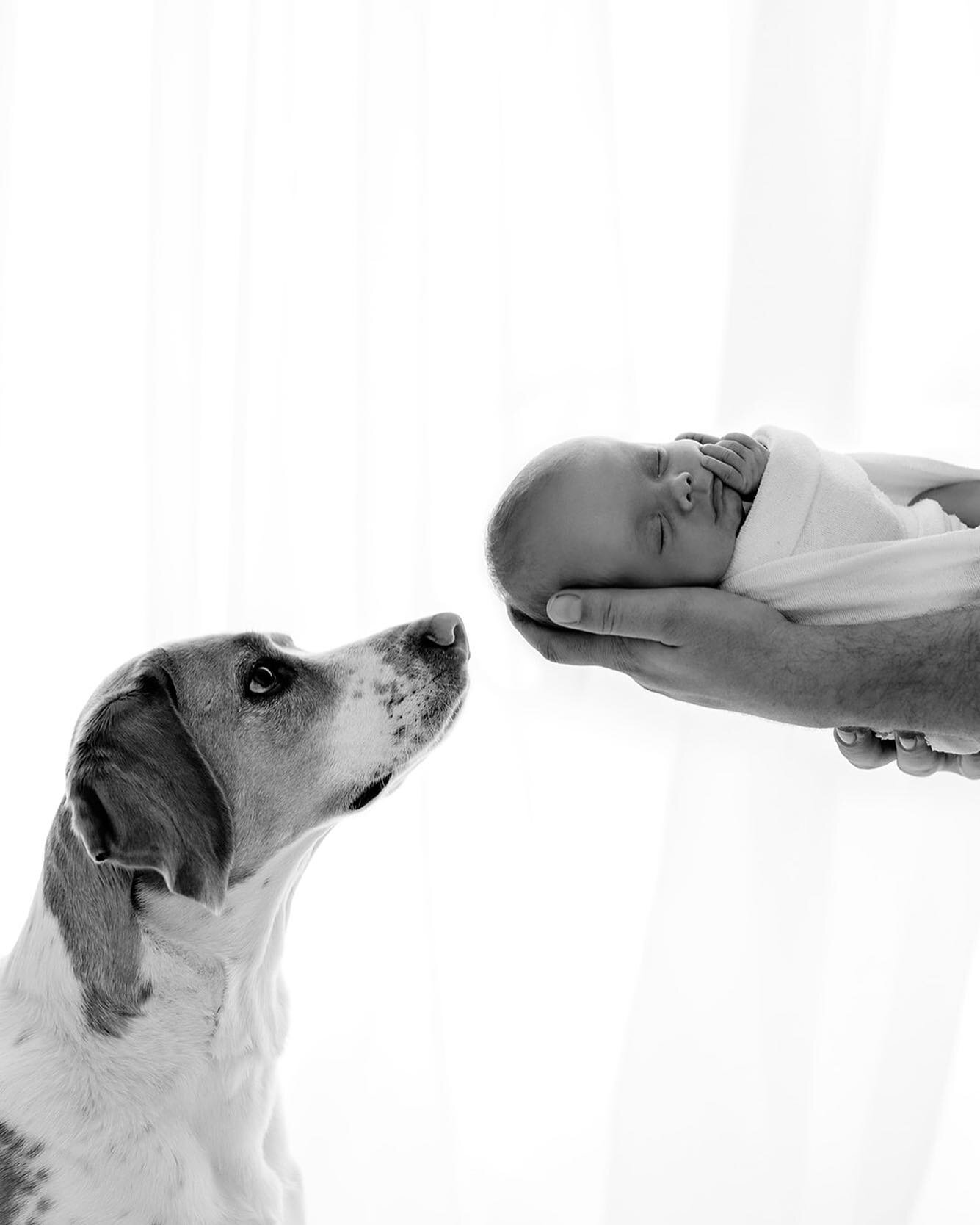 ELLA &amp; POLLY
This is one of my favs 🤍 

#photography #newbornphotography #hobartbabyphotographer #hobartnewbornphotographer #babyphotos #hobartphotographer