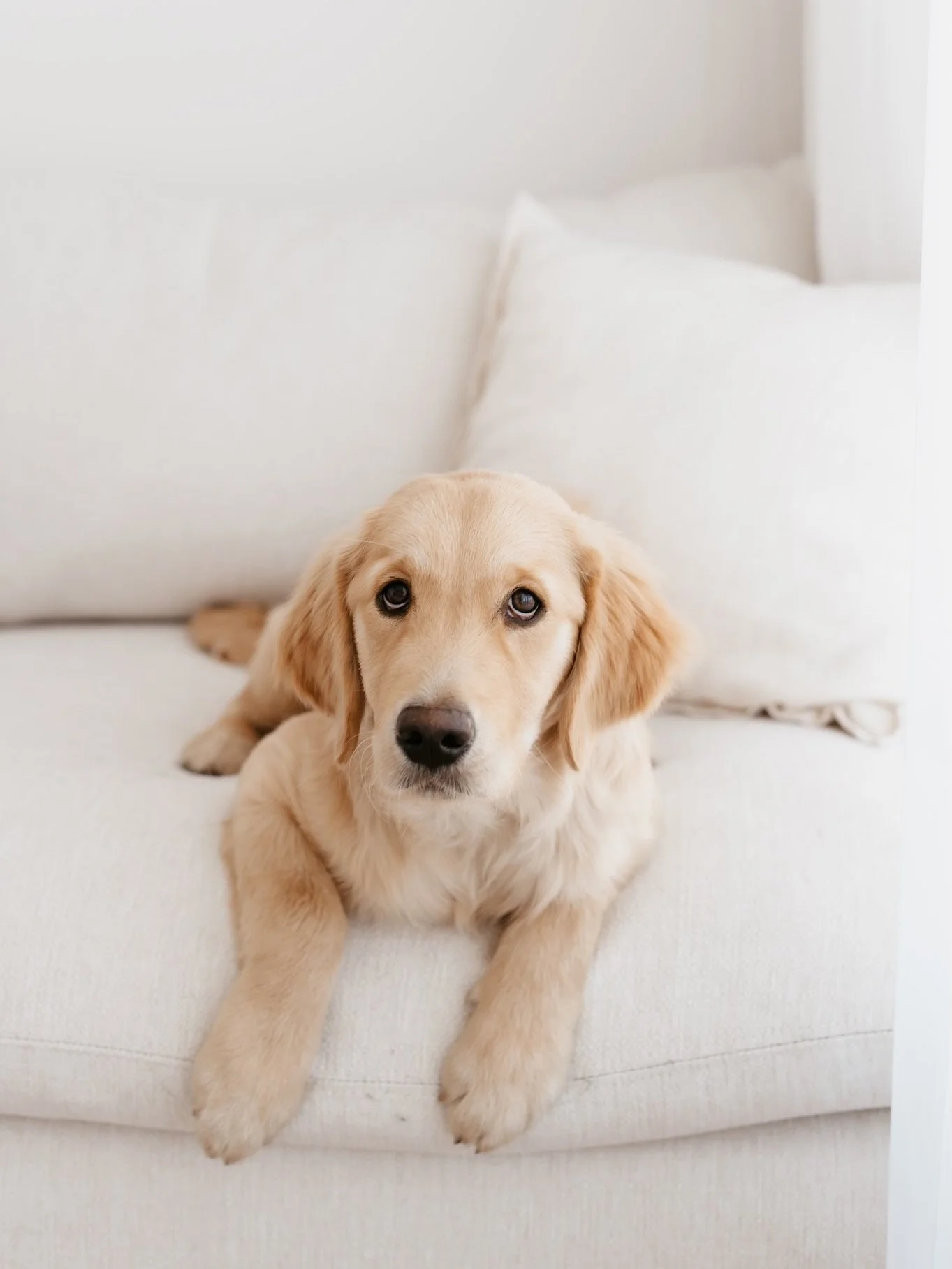 Something a little different 🐾

#petphotography #hobartphotographer #puppysofinstagram #hobartpetphotographer