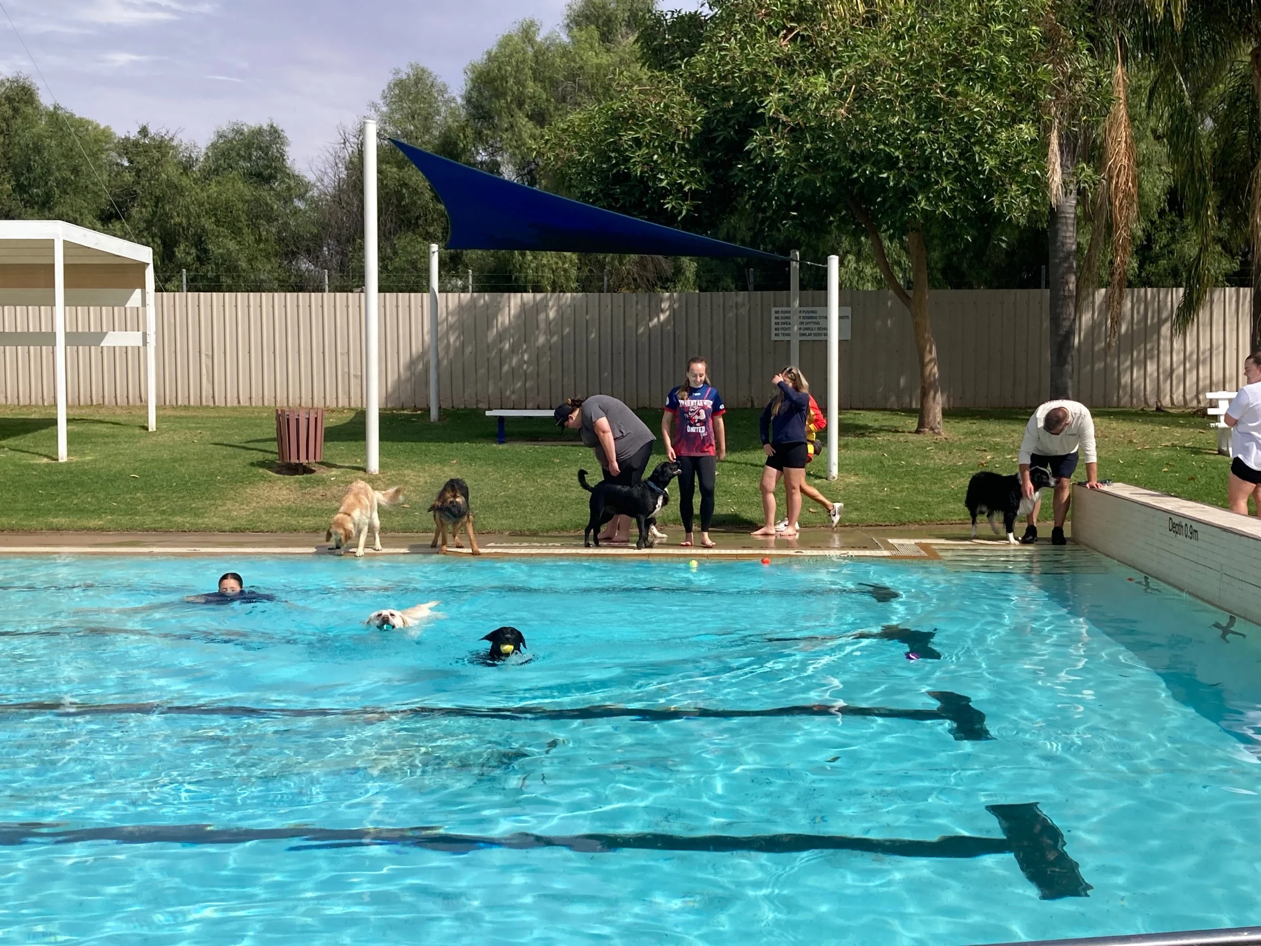 Dog’s Day out at Swan Hill Outdoor Pool Belgravia Foundation
