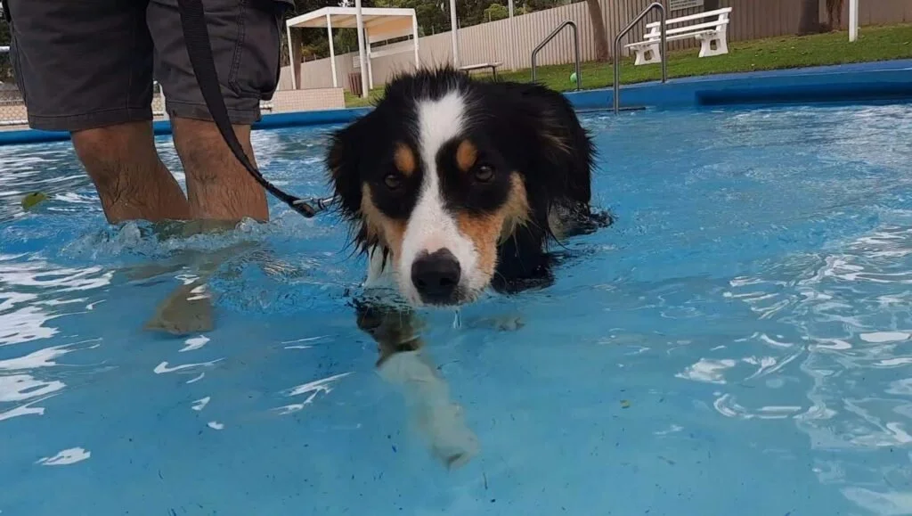 Dog’s Day out at Swan Hill Outdoor Pool  
