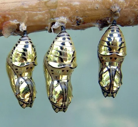 chrysalis.jpg