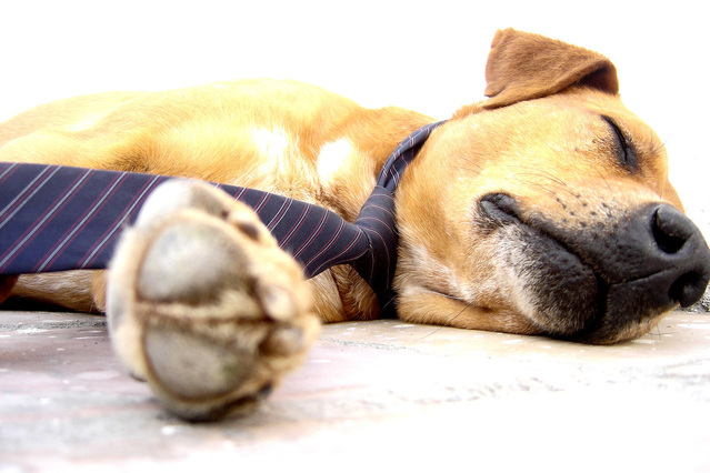 tired-dog.jpg