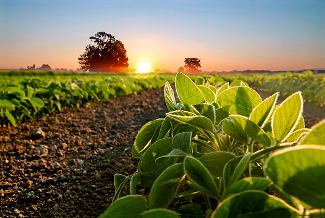 soyfield2.jpg