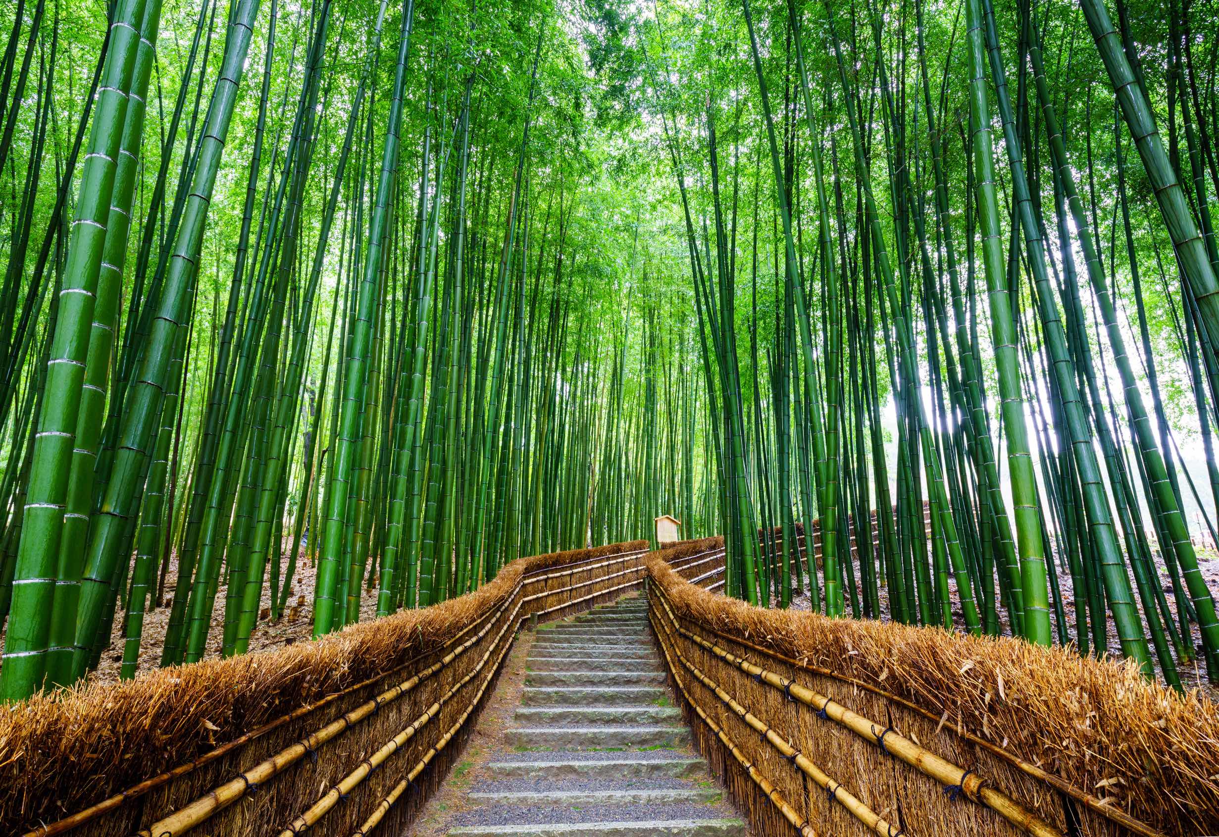 forest.smaller.jpg