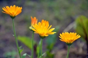 calendula.jpg
