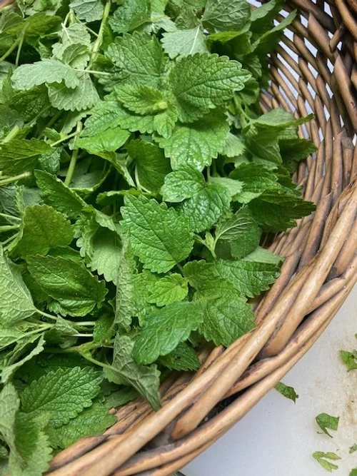 Luscious Lemon Balm