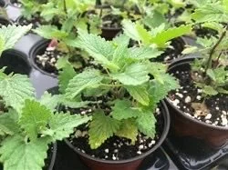 Peace and Harmony Farm Annual Plant Sale (and more!)