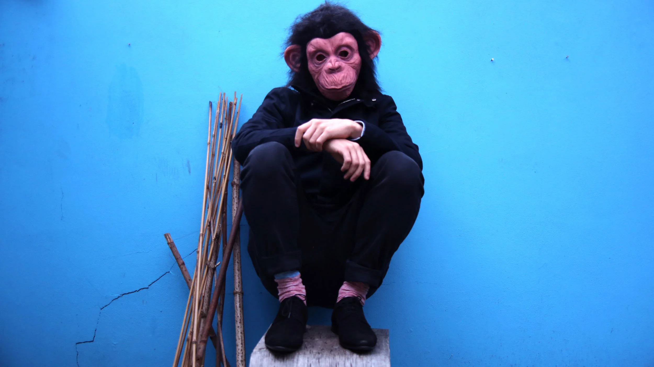 Critically Endangered Socks