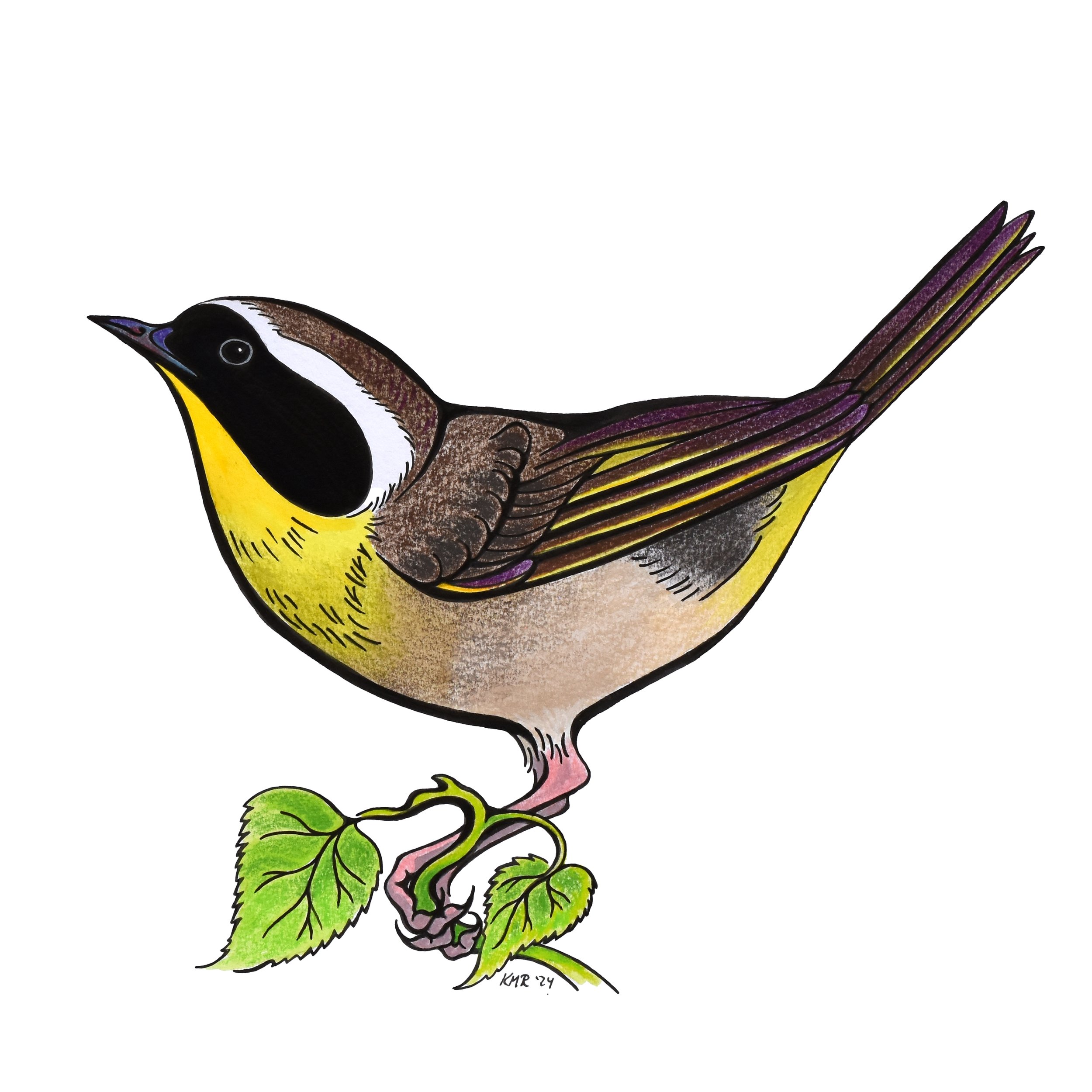 LPBT Common Yellowthroat.jpg