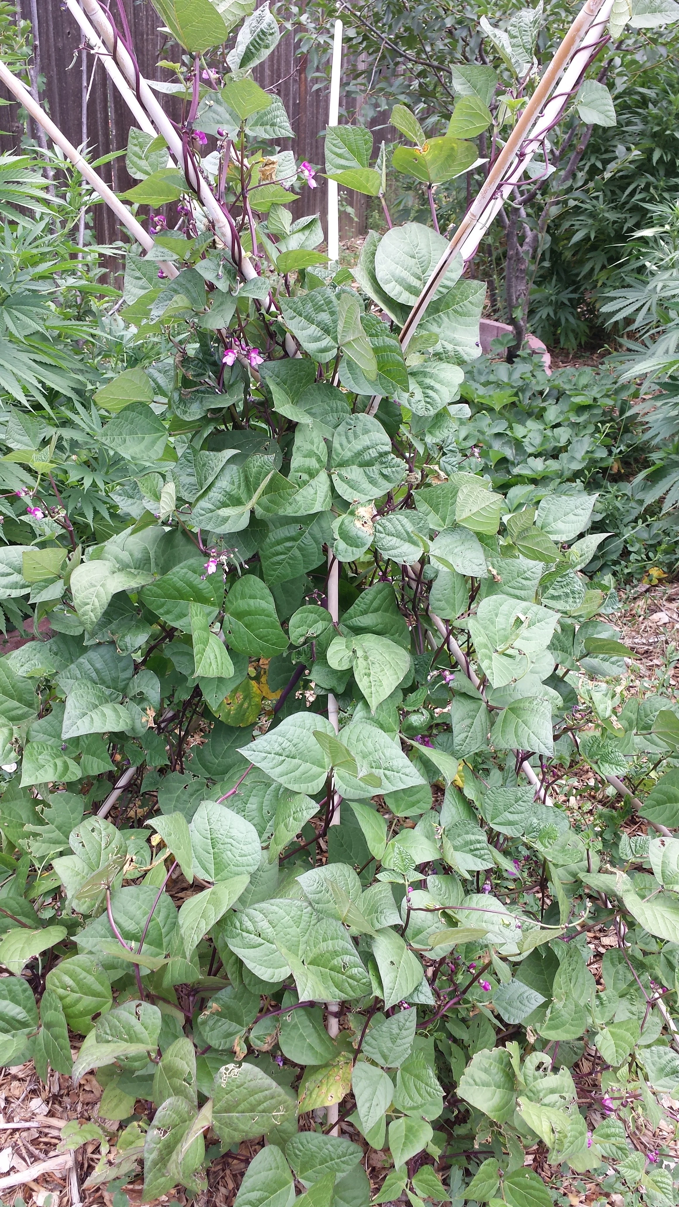 Trionfo Violetto Bean Pole - in my backyard - 2013.
