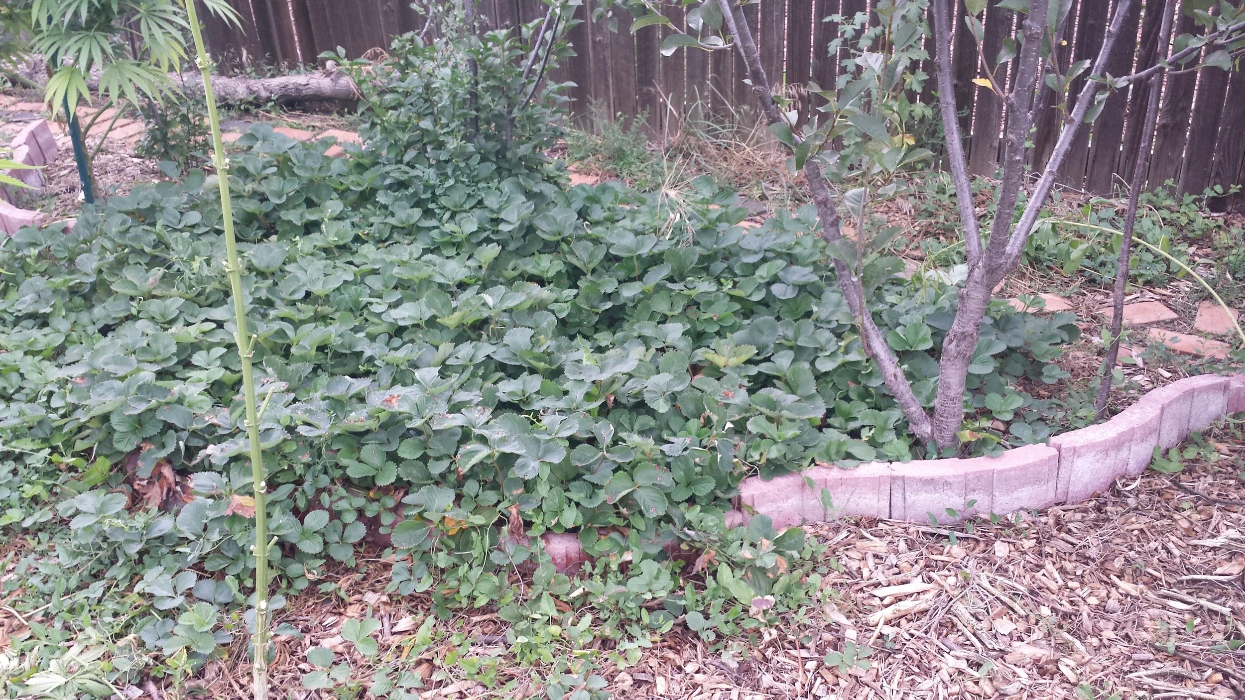 Strawberry patch