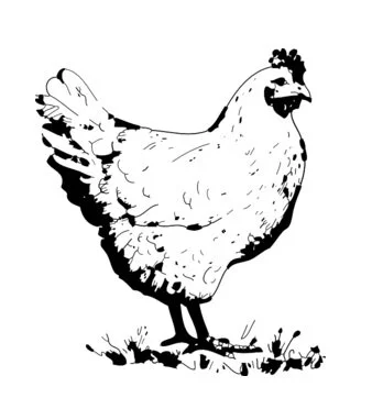 Soup Chicken