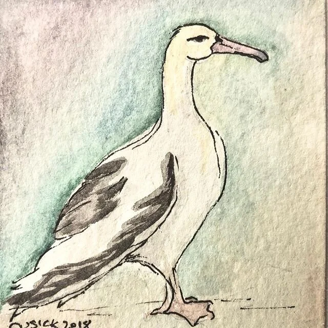 ALBATROSS.