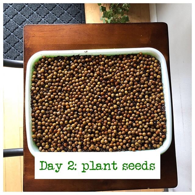 Evenly spread soaked seeds onto soil in tray.