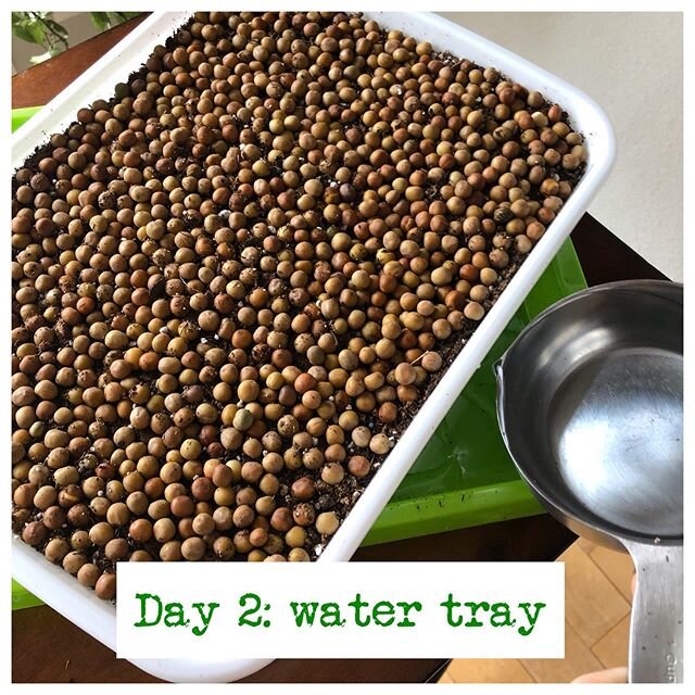 Add enough water to the bottom green tray to keep soil moist. Cover with something for darkness until the seeds germinate (tin foil should work well!). Bottom water or mist with spray bottle daily. 💦🌱