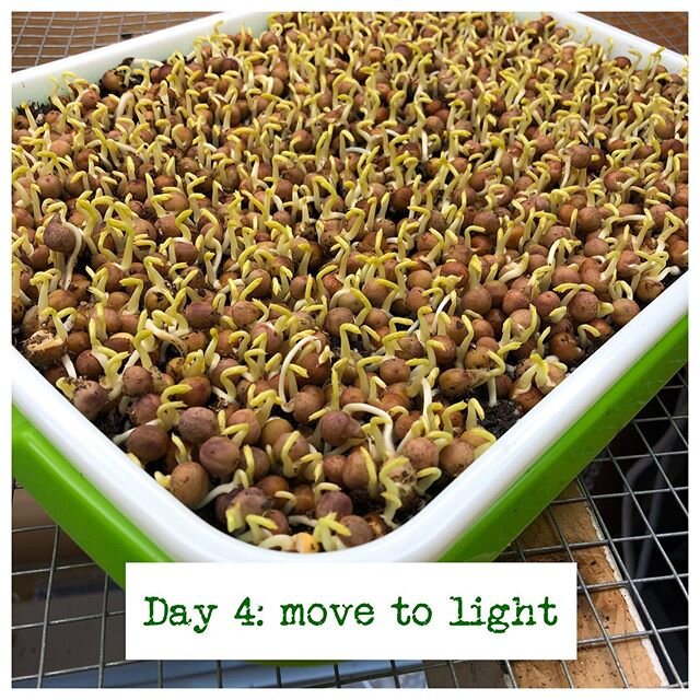 Once 90% of your seeds have sprouted, uncover, and move to under lights or a sunny window. Rotating if needed for even sun exposure, otherwise they will grow sideways towards the light. Continue to bottom water as needed to keep the soil moist! 🌱🌱?