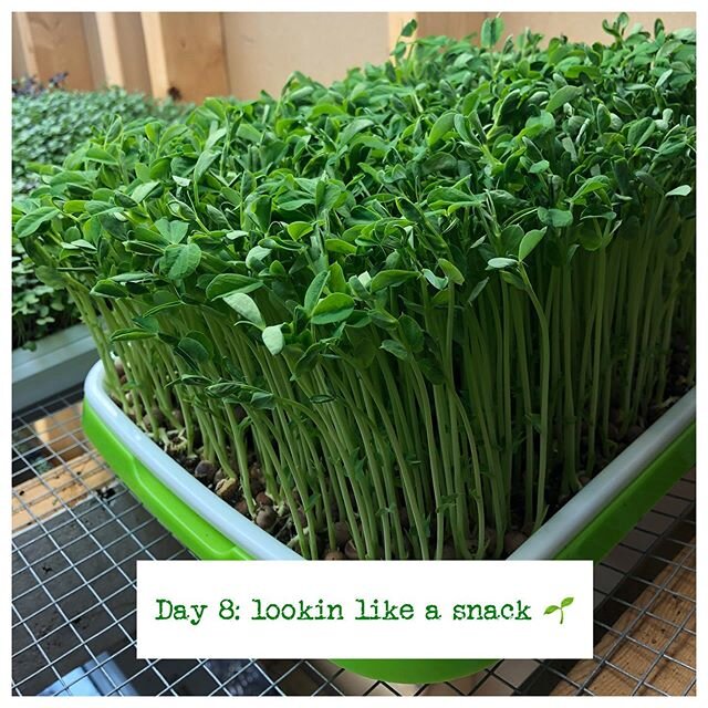 This stage is a great time to begin harvesting your speckled pea shoot microgreens! They are crunchy and taste just like sweet peas! Pea greens are one of the few that will continue to grow after you harvest them, allowing for another 1-2 cuts after 