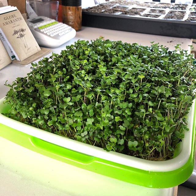 While we normally like to grow in soil, here&rsquo;s an example for our @sagegardenmicrogreens kits that went out over the past couple months&mdash; this is our basic salad mix grown hydroponically in hemp grow matting, and I must say, pretty happy w