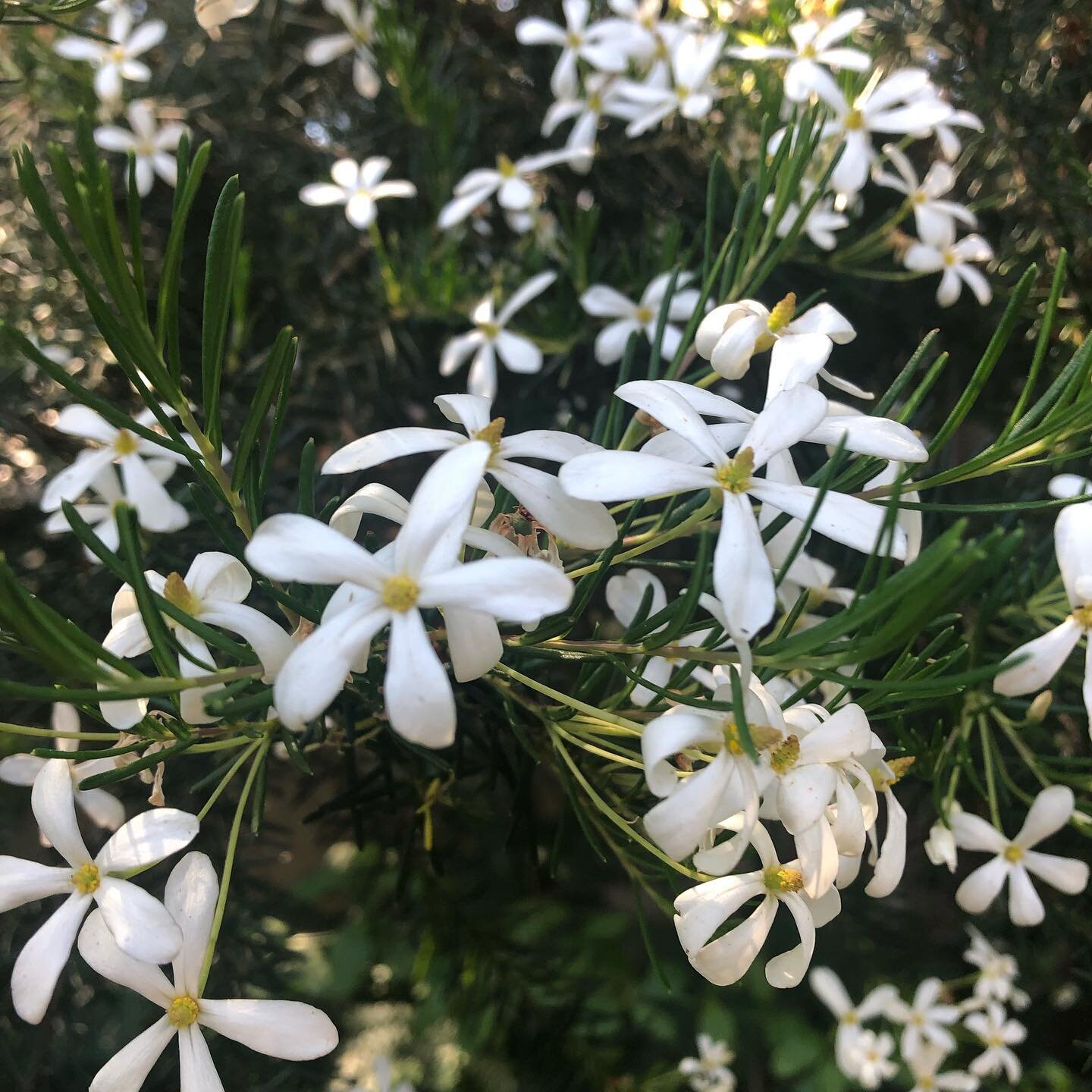 Wedding Bush flowering in Perth&rsquo;s heat. Pretty and calm. Breathe, connect, ground. 

#massageperth #pregnancymassageperth #subiacomassage

#