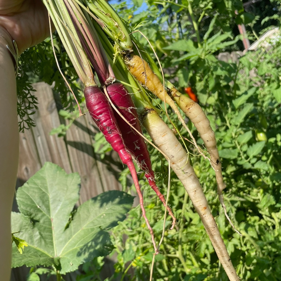 Growing with Griffin: Interplanting and Companion Planting for a Thriving Garden (5/1)