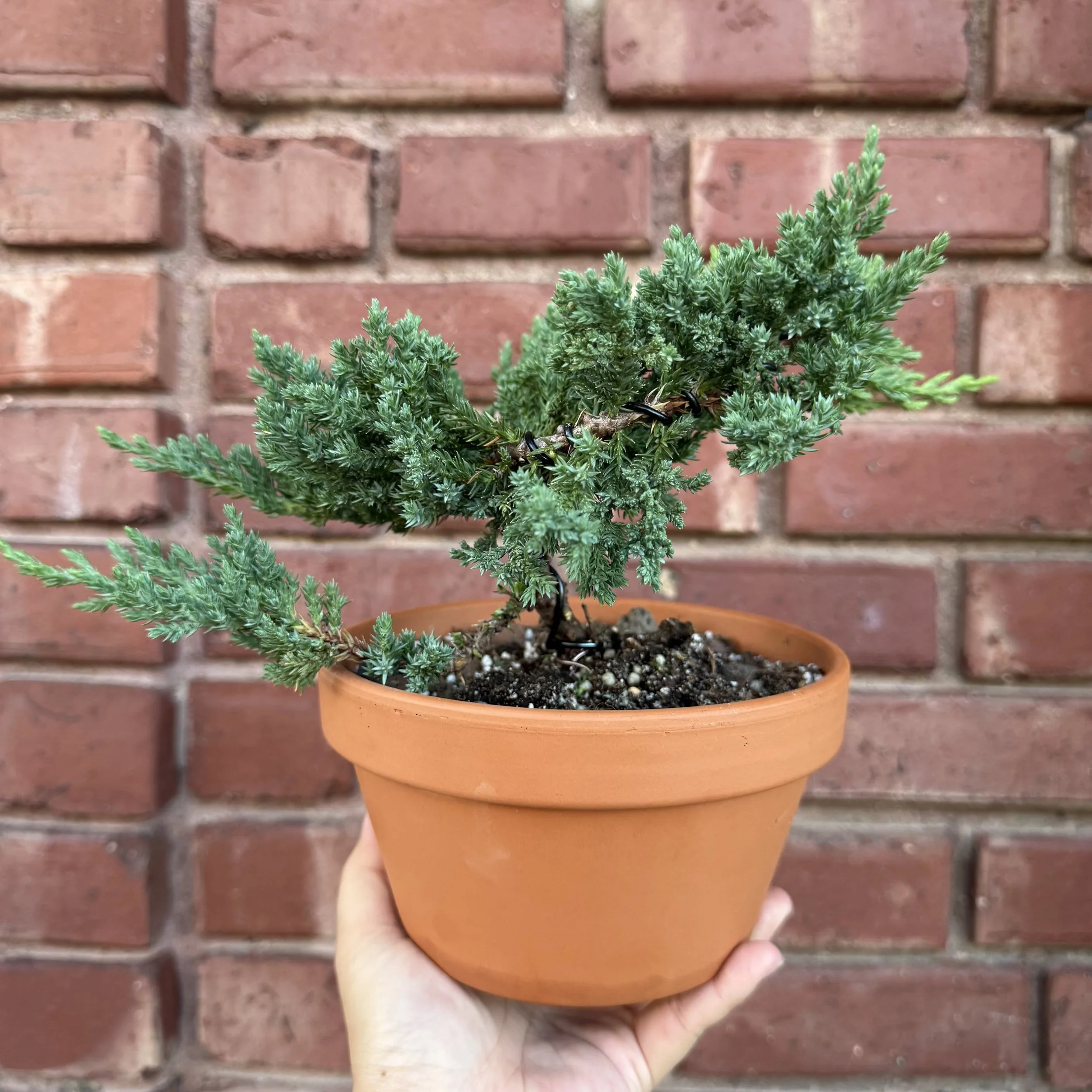 Introduction to Juniper Bonsai with Josh (8/29) *SOLD OUT*