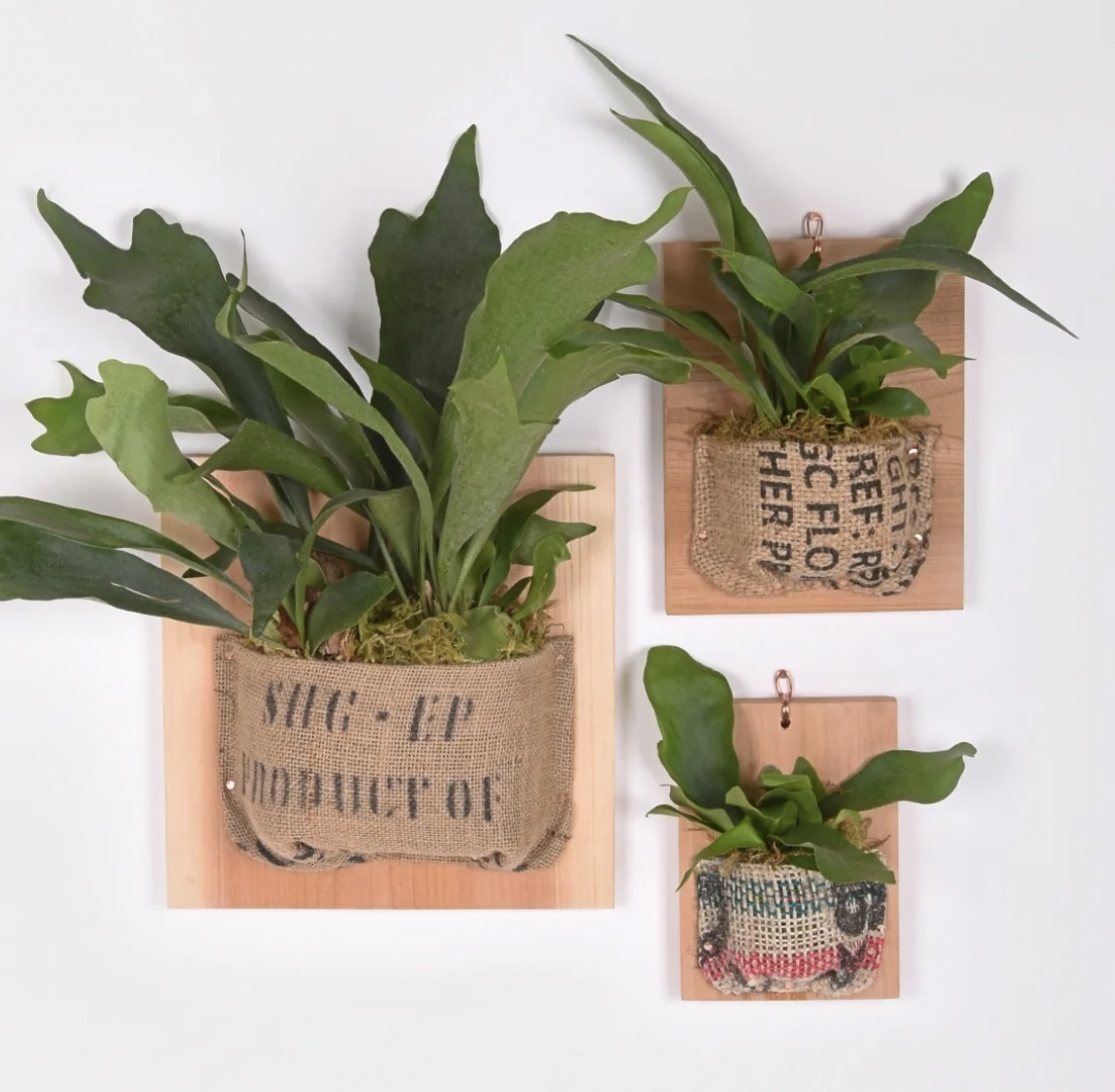 Mounted Staghorn Ferns with Griffin