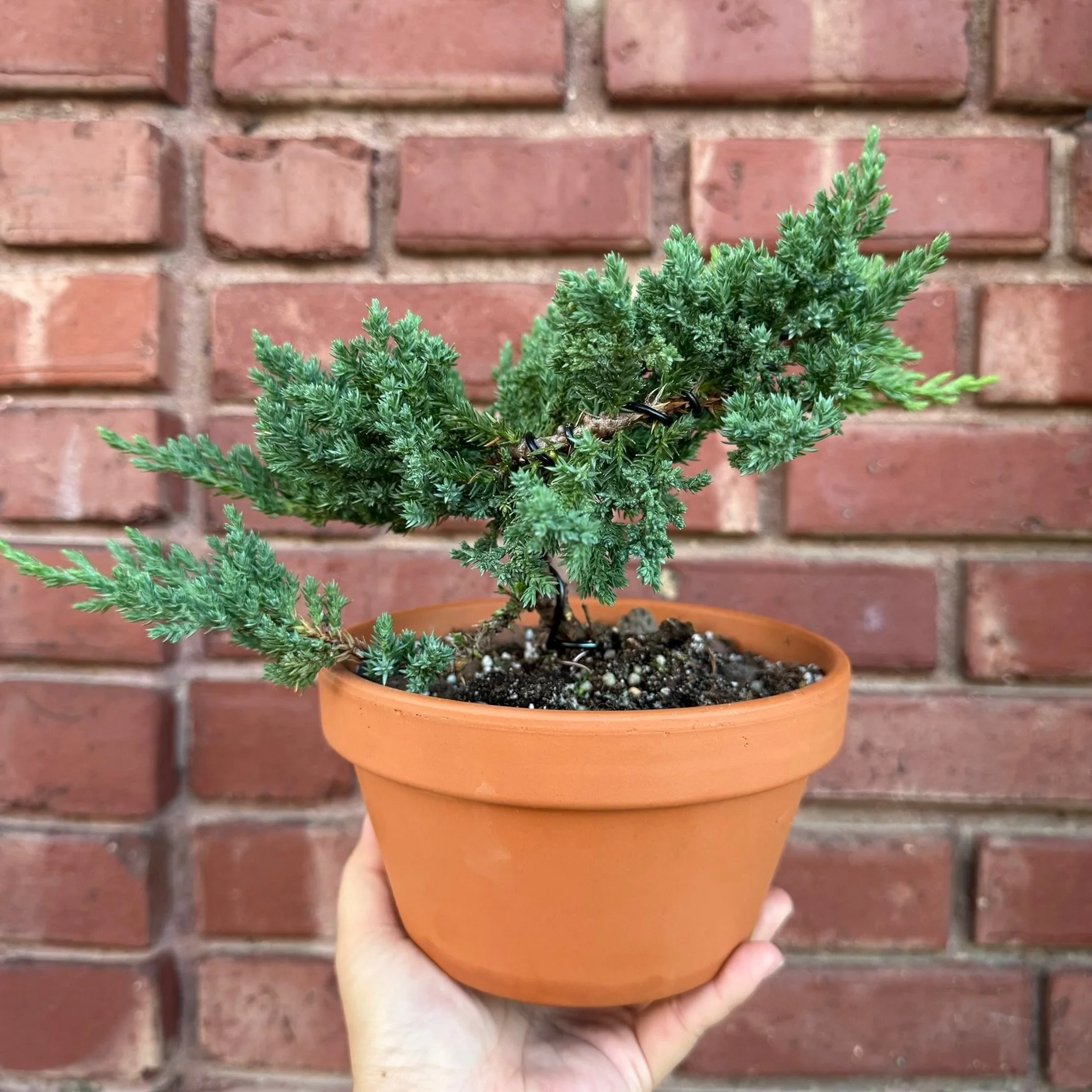 Introduction to Juniper Bonsai with Josh (10/10)
