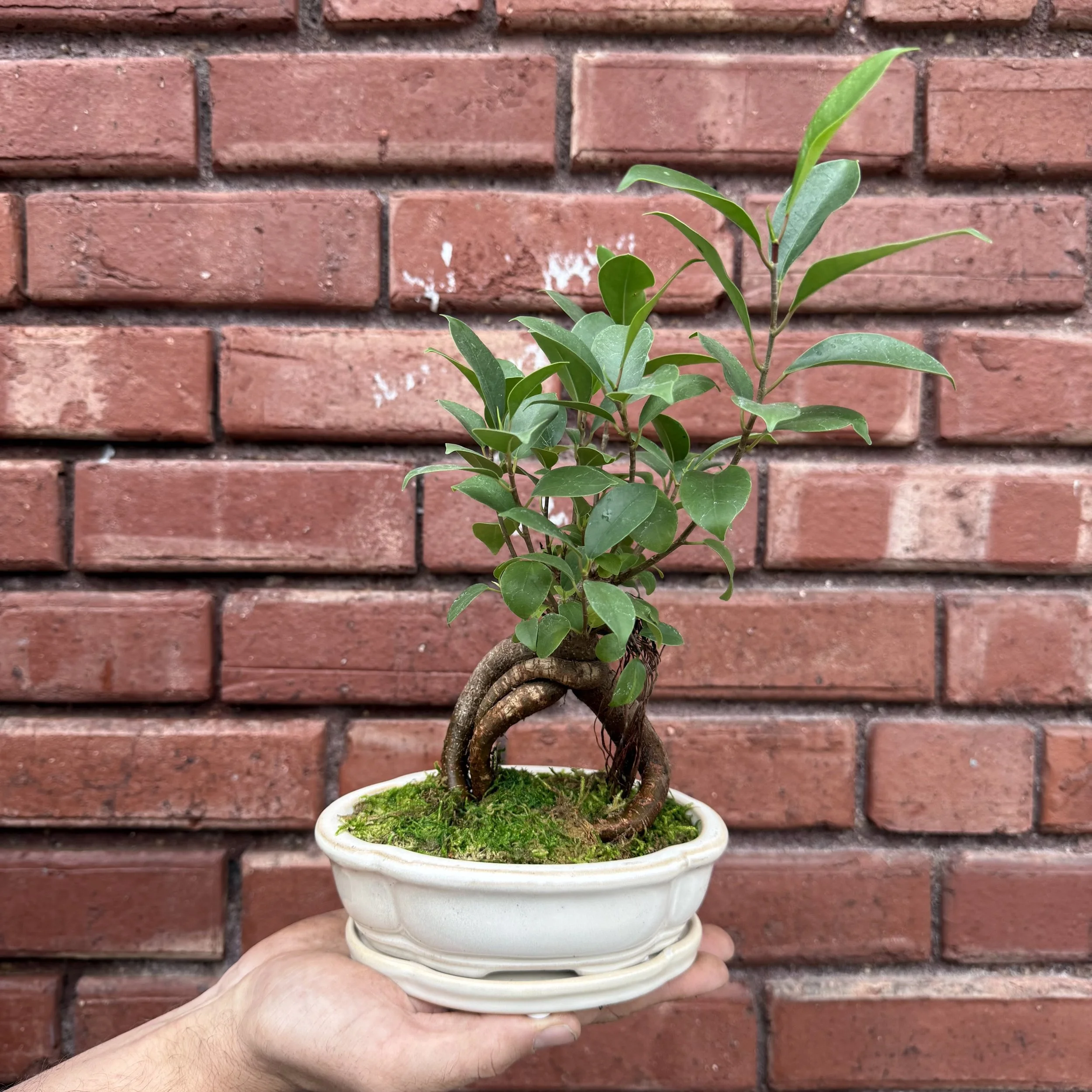 Introduction to Ficus Bonsai with Josh (11/14)