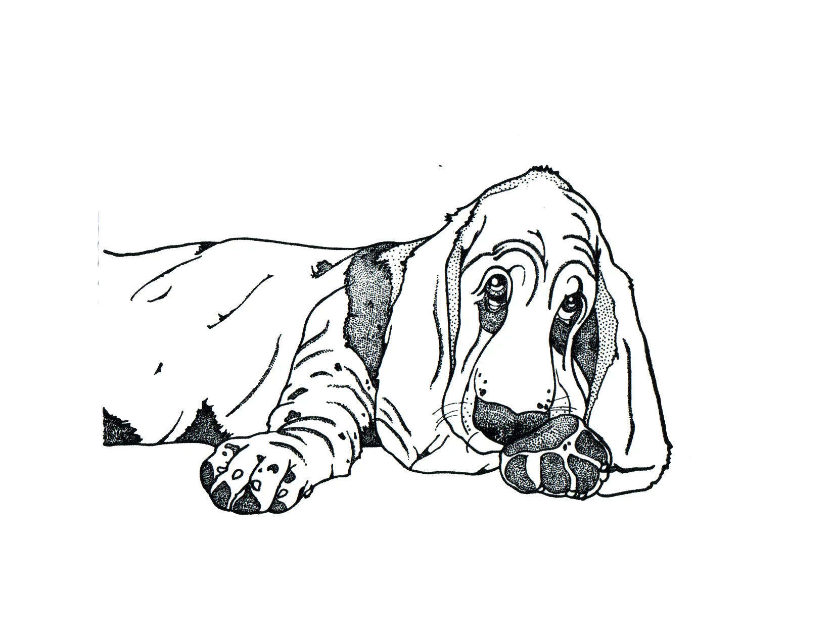Basset Hound Print
