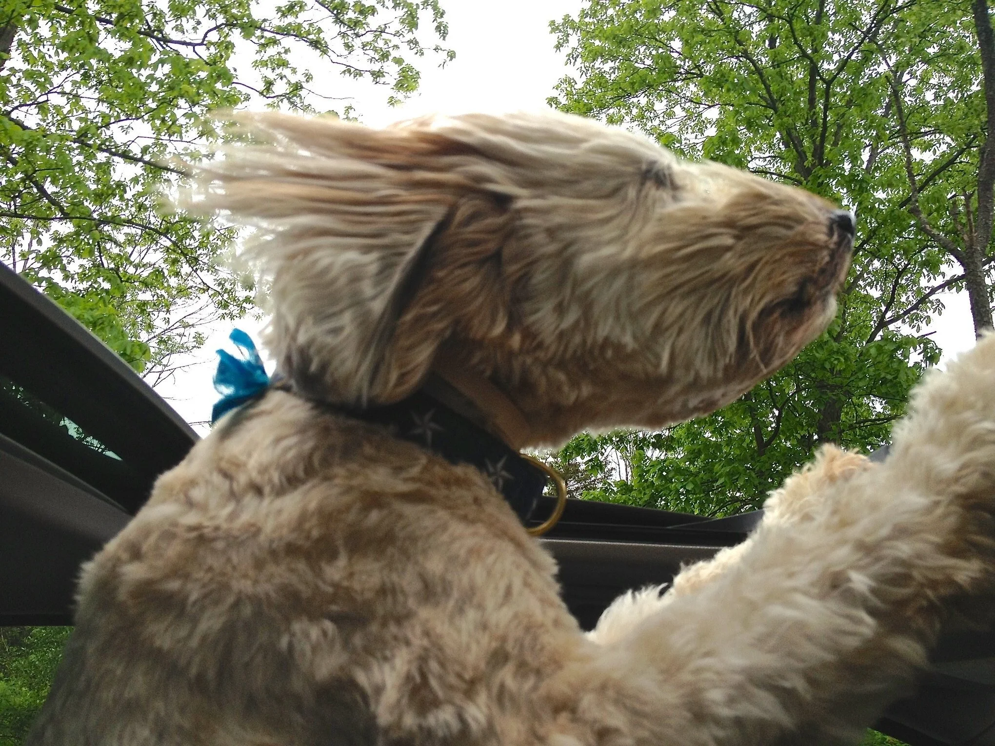 Resiliency Lessons From My 3-Legged Dog