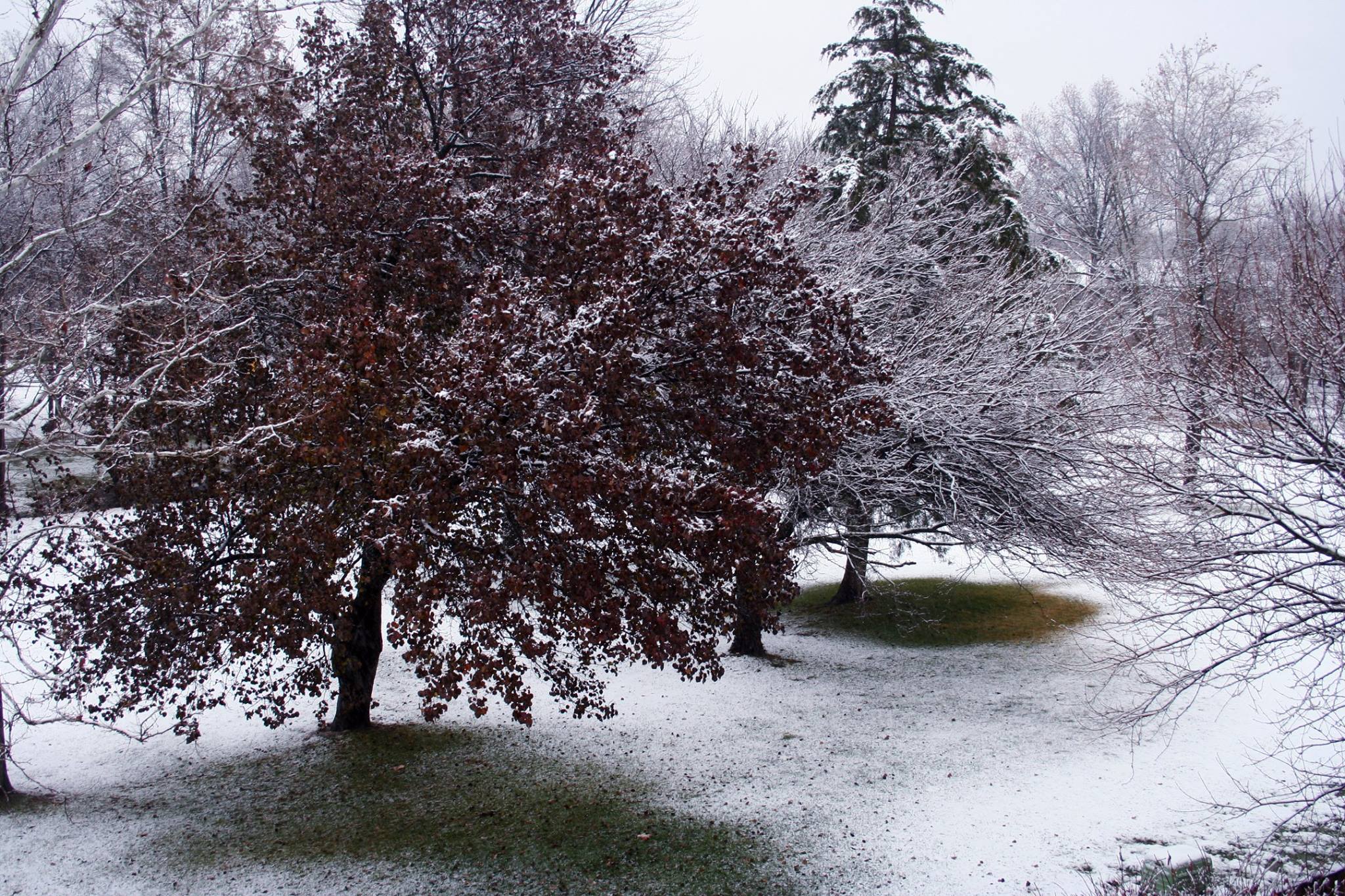 double tree in snow.jpg