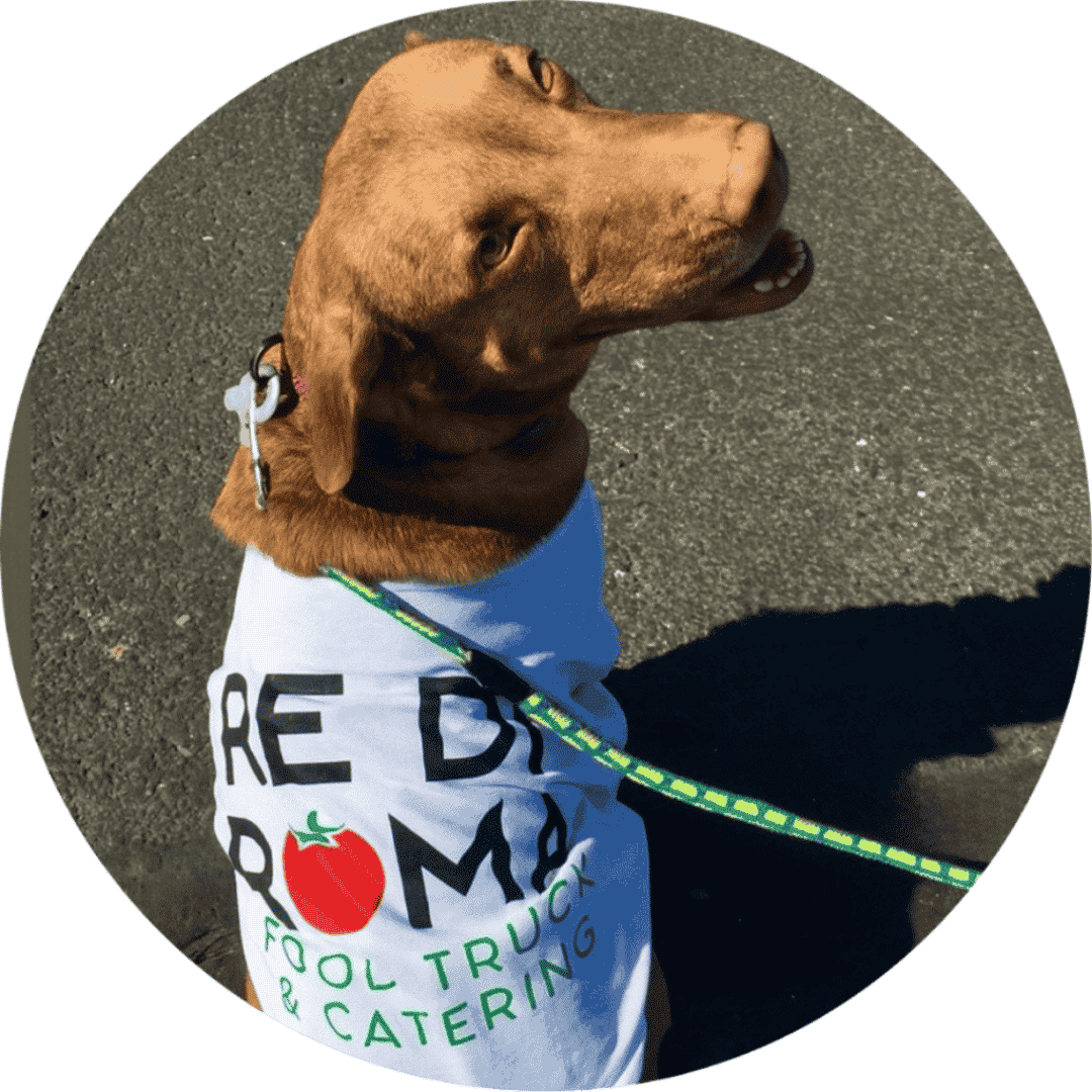 Dog wearing a Re Di Roma t-shirt