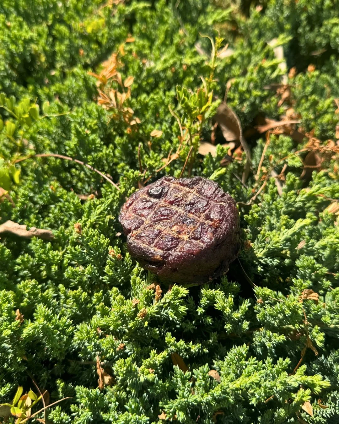 DMB website-edited .jpg