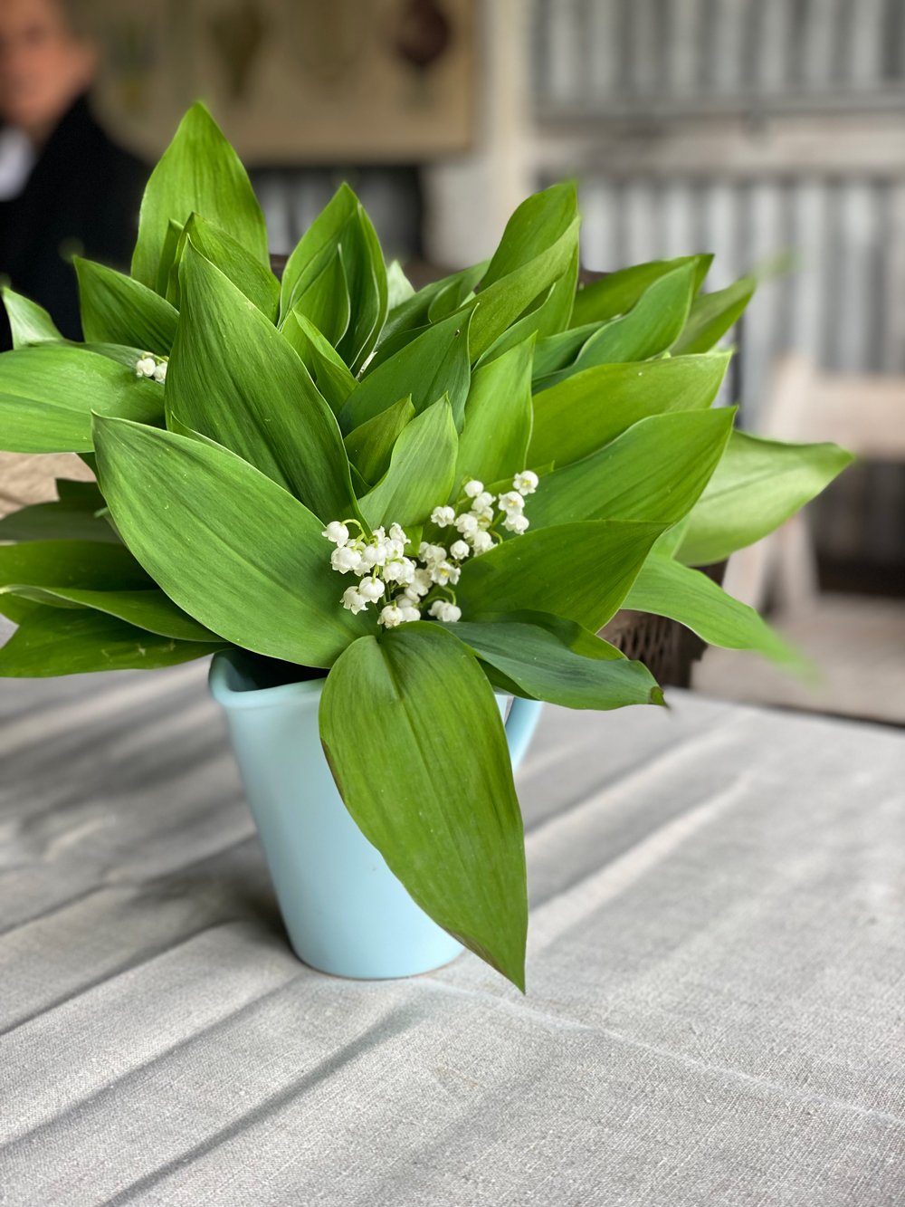 Lily-Of-The-Valley.jpg