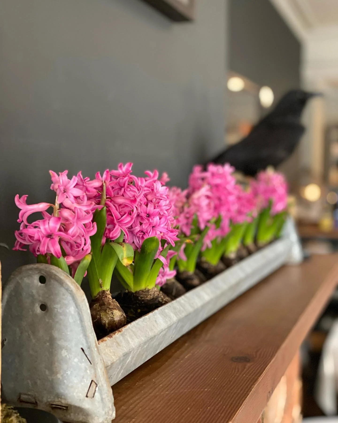 Pretty pink hyacinth. Thanks @babbingtonpark #hyacinth #trenthamvictoria #mondaylunch #farmtoplate