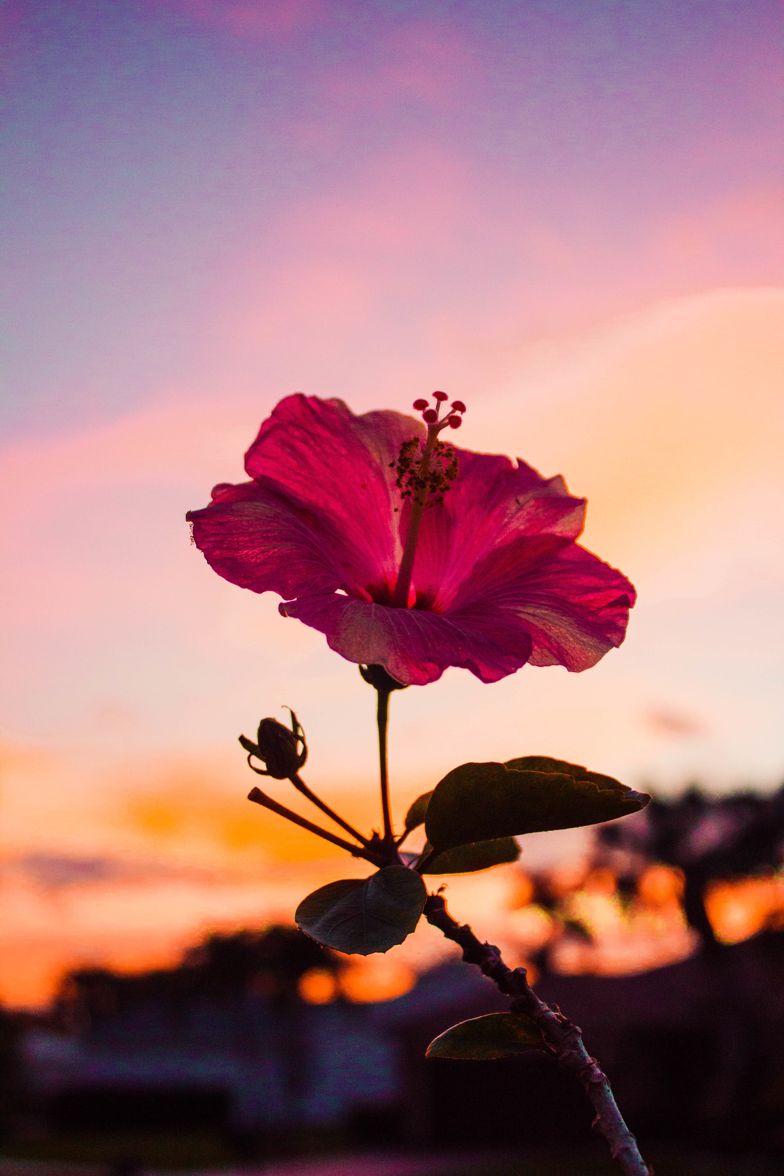 Flower-1.jpg
